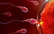 فریز تخمک، اسپرم و جنین؛ راهکار مقابله با ناباروری ناشی از زندگی مدرن/افزایش سن ازدواج، عامل اصلی ناباروری در جامعه امروز است
