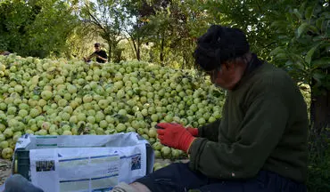 برداشت سیب از باغ‌های دالاهو به روایت تصویر