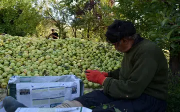 برداشت سیب از باغ‌های دالاهو به روایت تصویر