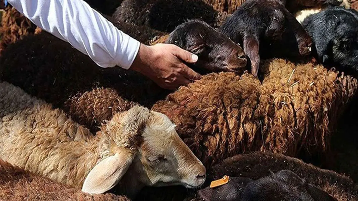   ‍ استقرار ۱۱ مرکز عرضه دام زنده بهداشتی در کرمانشاه همزمان با عید قربان 