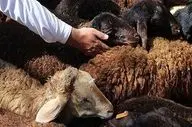 ‍ استقرار ۱۱ مرکز عرضه دام زنده بهداشتی در کرمانشاه همزمان با عید قربان