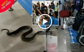 جولان مار سیاه، سالن انتظار فرودگاه را به هم ریخت! +فیلم 