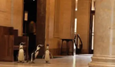 بازدید سه پنگوئن در غیاب آدم‌ها از موزه معروف نلسون اتکینز