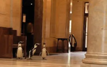 بازدید سه پنگوئن در غیاب آدم‌ها از موزه معروف نلسون اتکینز