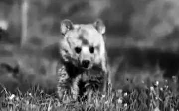 پایان تلخ زندگی خرسی که در زمان سفر کرد! + فیلم 