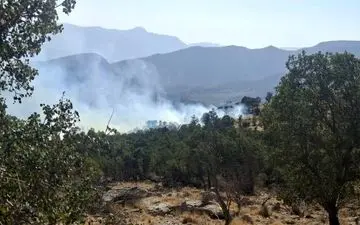 آتش‌سوزی در جنگل‌های کامفیروز فارس مهار شد