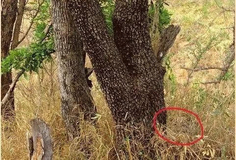 تست تیزبینی