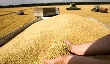 ۲۵۴ هزار تن گندم از کشاورزان ایلامی خریداری شد