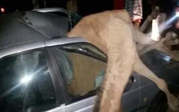 یک کشته بر اثر برخورد پژو با شتر در سیریک هرمزگان