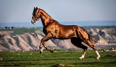 شناسایی زیباترین اسب اصیل ترکمن + فیلم 