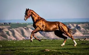 شناسایی زیباترین اسب اصیل ترکمن + فیلم 