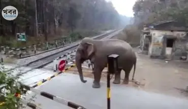 ذکاوت عجیب فیل حین عبور از گیت خط راه آهن
