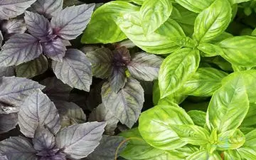 کاهش علائم سرماخوردگی با این گیاه معطر 