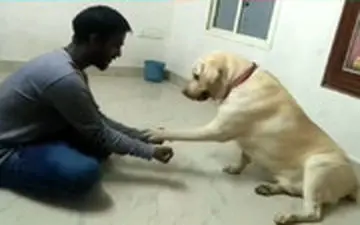  گل یا پوچ سگ با صاحبش