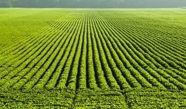 چین اراضی کشاورزی خود را برای تضمین امنیت غذایی توسعه می‌دهد