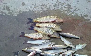 متخلف صیدماهی در رودخانه قره سو روانسر به دردسر افتاد