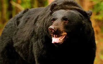 فرار نفس گیر یک دوچرخه سوار از دست خرس گریزلی + فیلم