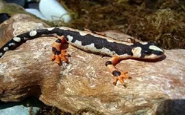 سمندرهای خالدار امپراتور در طبیعت لرستان + فیلم 