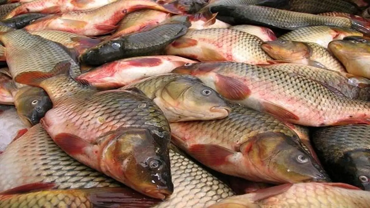 قیمت انواع ماهی ۹ مرداد ۱۴۰۲