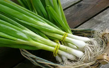 با خوردن پیازچه بدن‌تان را شگفت‌زده کنید