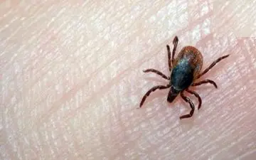 9 بیمار مشکوک به بیماری تب کریمه کنگو در کرمان شناسایی شدند 