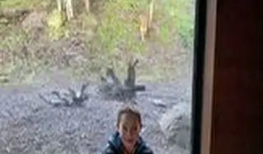 ویدیو/ لحظه دلهره آور حمله ببر به پسر خردسال در باغ وحش