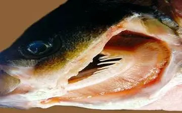  ماهی آلوده شب عید و سرطان؟!