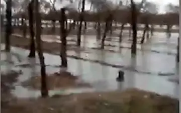 وقتی جنگل تبدیل به دریاچه می‌شود! + فیلم 