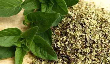 گیاه پونه، مفید برای درمان سرماخوردگی، آنفلوانزا و کرونا