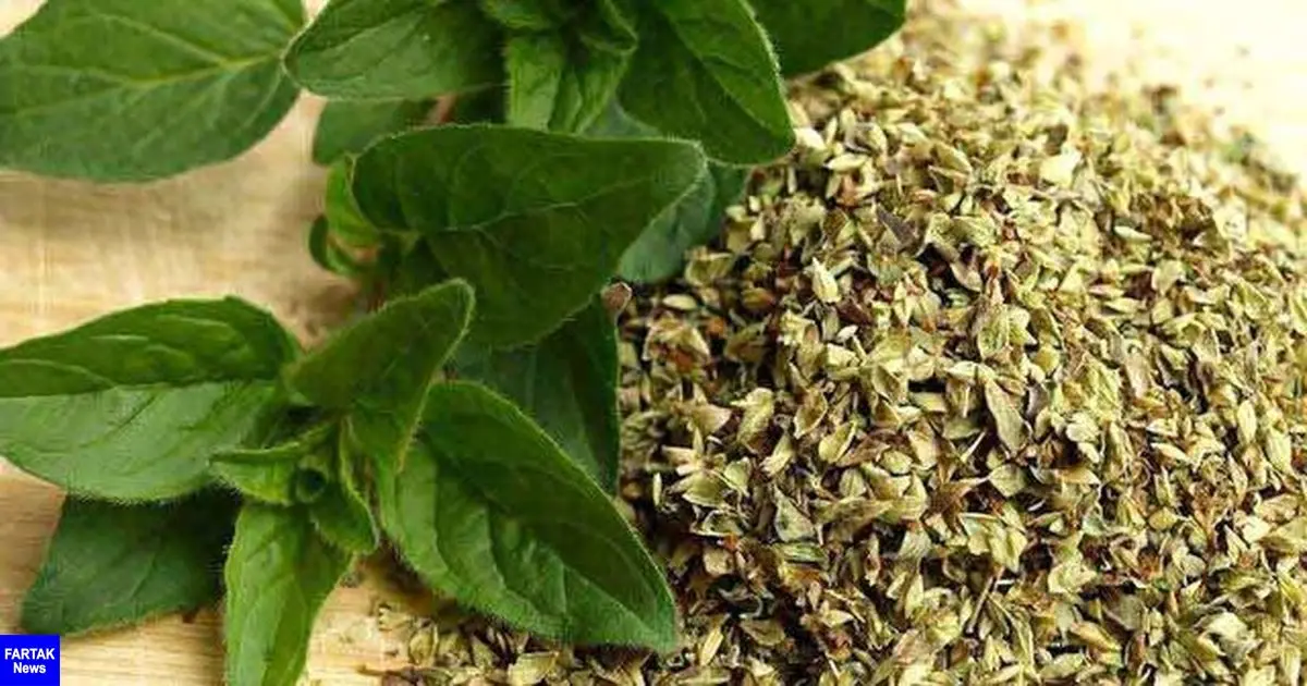 گیاه پونه، مفید برای درمان سرماخوردگی، آنفلوانزا و کرونا