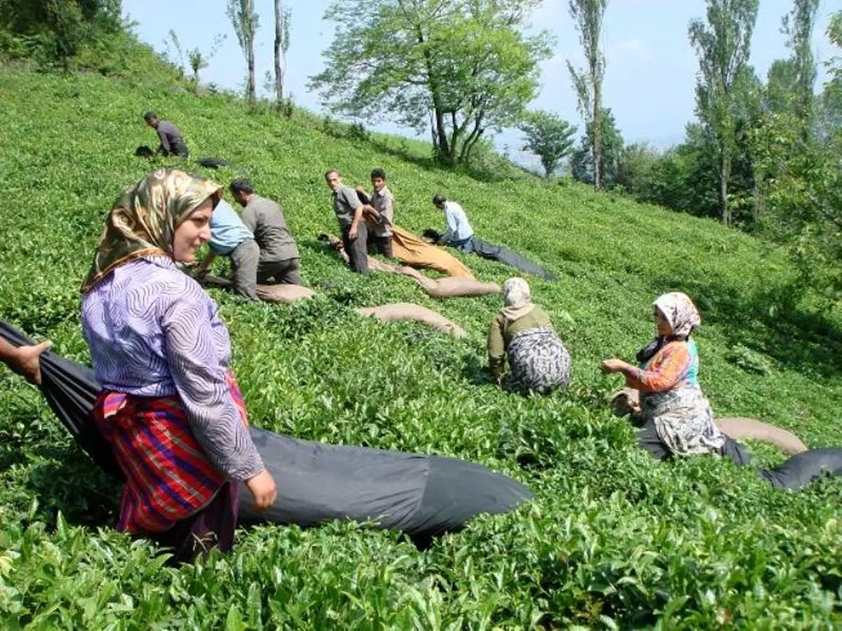  حرکت لاک پشتی بیمه اجتماعی روستاییان در مازندران