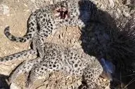 مشاهده لاشه ۲ توله پلنگ ایرانی در پارک ملی خبر کرمان