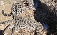 مشاهده لاشه ۲ توله پلنگ ایرانی در پارک ملی خبر کرمان