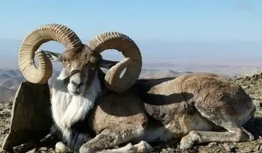 کشف لاشه یک راس قوچ وحشی در تربت حیدریه