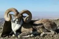 کشف لاشه یک راس قوچ وحشی در تربت حیدریه