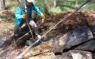 آتش‌سوزی در پارک جنگلی صالح‌آباد مهار شد!
