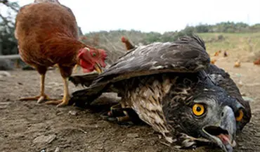جنگ مرغ با عقاب برای حفاظت از جوجه‌های خود