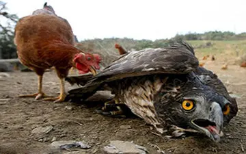 جنگ مرغ با عقاب برای حفاظت از جوجه‌های خود