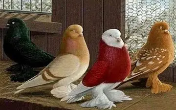 دورهمی کفتربازان در یک نمایشگاه عجیب + فیلم 