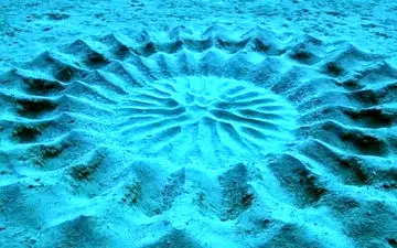 هنرمندترین موجود زیر دریا +فیلم