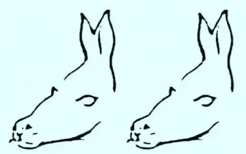 اولین تصویر چه می بینید؟ پی بردن به ویژگی درونی و ذاتی/ تست شخصیت شناسی