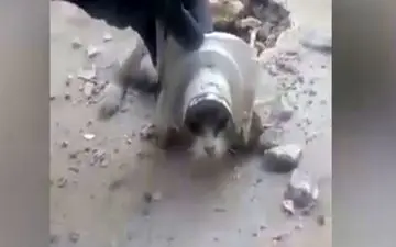 عملیات نجات برای حفظ حیات یک گربه 