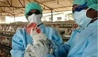 اقدامات وزارت بهداشت درباره آنفلوآنزای مرغی 