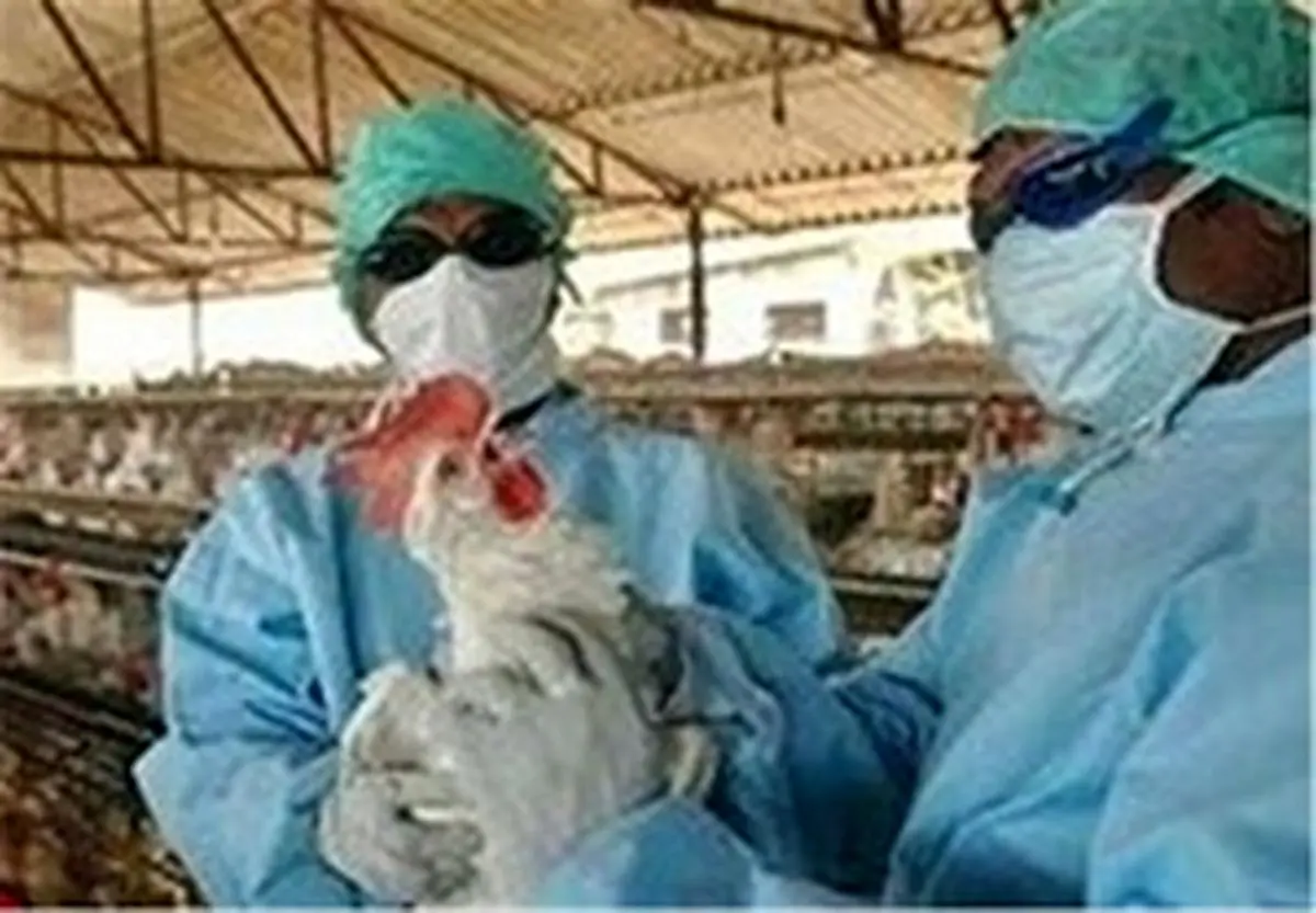 اقدامات وزارت بهداشت درباره آنفلوآنزای مرغی 