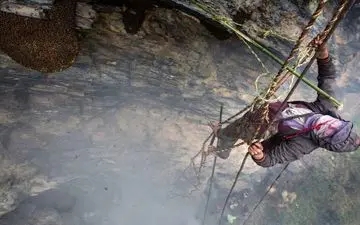 عکس منتخب نشنال جئوگرافیک | شکارچی طلای شیرین