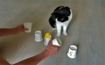 بازی با باهوش‌ترین گربه دنیا