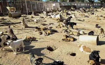 ‍ 

مردم در جمع آوری سگ های ولگرد همکاری کنند/ پناه گاه شهرداری آماده ارائه خدمات است



