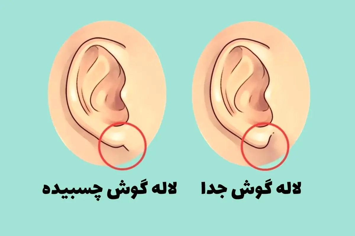 تست شخصیت؛ شکل گوش شما چه چیزهایی از شخصیت شما را افشا می‌ کند؟
