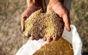 راه برای هرگونه قاچاق گندم در استان بسته شود