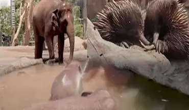فرار حیوانات باغ وحش تارونگای استرالیا از گرما + فیلم